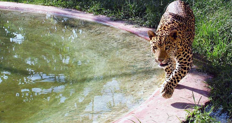 Sarthana Zoo, Surat, Gujarat - Vushii.com Sarthana Zoo, Surat, Gujarat - Vushii.com